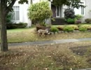 野生のオオカミが猫をくわえてる。