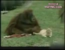 猫を殴り殺すオランウータン