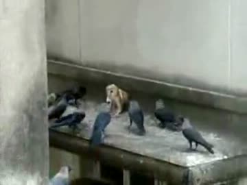 カラスの集団に囲まれるフクロウ