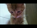 【にゃーち】ピュアクリ導入【これは(・∀・)ｲｲ!!】
