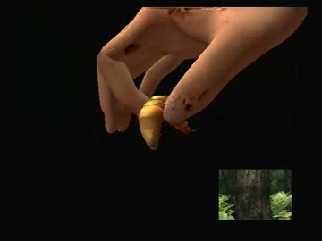 【神秘】人面魚捕獲したから飼育する　１日目の２【進歩】