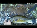 2012 8/26 茨城の川　スモール４1cm