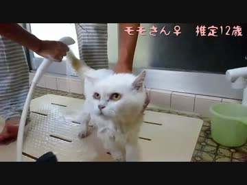 猫が黄ばんできたので洗ってみた。