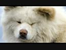 [わさおPV] the pillows: Rodeo Star Mate