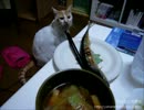 【夜な夜な猫集会】秋刀魚には目もくれず毛繕いに勤しむ小茶郎