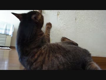 つめとぎ