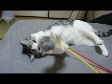 ツンギレのうちの猫はねこじゃらしが嫌いな猫です