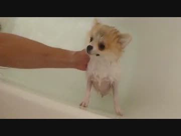 【もふポメ】のはずが、お風呂に入ってぺっちゃり