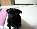 黒パグ　ろくぞう　おすわりしてみた