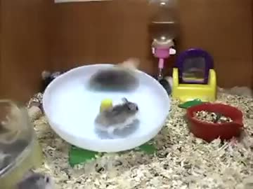 ｸﾞﾙｸﾞﾙｸﾞﾙｸﾞﾙｸﾞﾙｸﾞﾙｸﾞﾙｸﾞﾙｸﾞﾙｸﾞﾙｸﾞﾙ