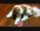 【爪】シーズーの女の子がやってきたよ【なについてんの】