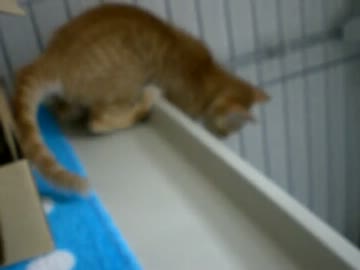 拾いねこ＠生後58日目part2　アコ、3Fからの脱出劇！