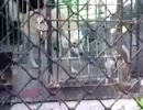 動物園のオオカミの餌はなんと生きた猫!?