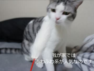 ツンギレのうちの猫んち流「猫の飼い方」講座【おもちゃ編】