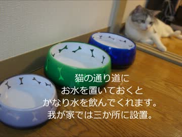 ツンギレのうちの猫んち流「猫の飼い方」講座【ゴハン編】