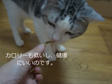ツンギレのうちの猫んち流「猫の飼い方」講座【しつけ編】