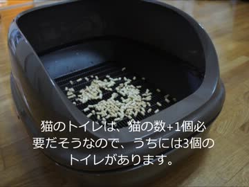 ツンギレのうちの猫んち流「猫の飼い方」講座【トイレ編】