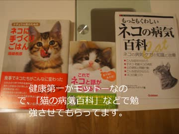 ツンギレのうちの猫んち流「猫の飼い方」講座【健康編】