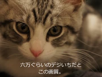 ツンギレのうちの猫んち流「猫の飼い方」講座【写真編】