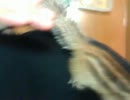 赤ちゃんシマリス　重千代のおとーさん登り2