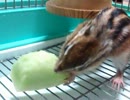 初春にメロンを与えてみた