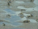 多摩川の仲間たち①：チゴガニ