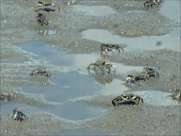 多摩川の仲間たち①：チゴガニ