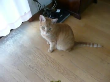 海苔を欲する猫ｗ