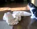 カバー入り にゃんこ　ぬこぬこ猫