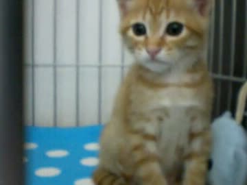 拾いねこ＠生後59日目　明日で生まれて2ヶ月だ～