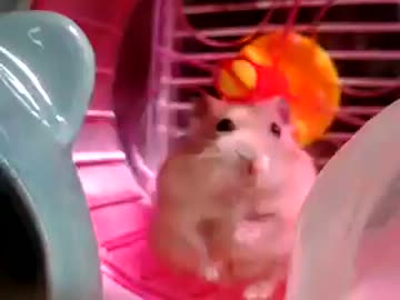 まわし車の上でズコーヽ(・ω・)/