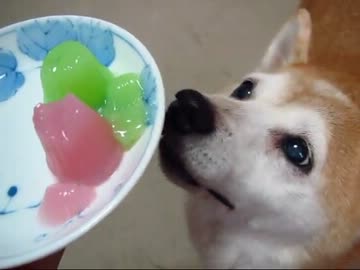 りょう、お土産を食す(１２年９月３日)