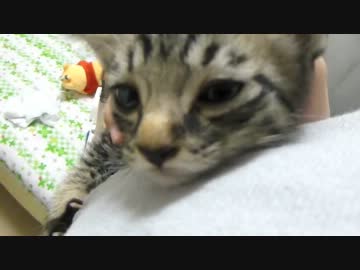 にゃんこ拾って5日目＊ぐりちぇる