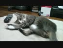 ○  アポロ肉球●ゴルフボールが気になるお年頃 ○
