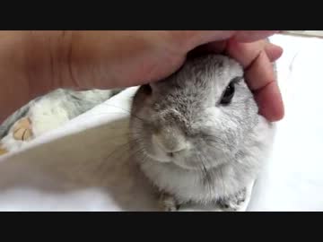 うさぎのドアップ2