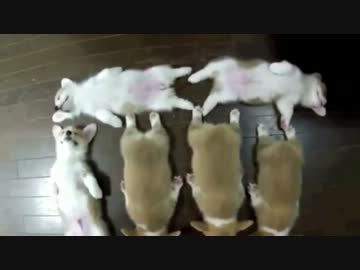 コーギーを6匹並べたら世界がもん絶 REMIX