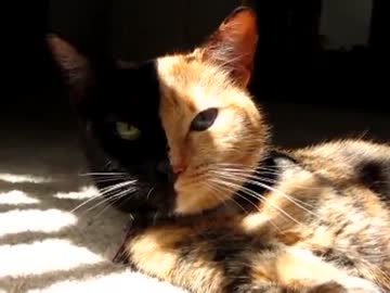 顔が半分だけ黒猫な奇跡の猫ビーナス