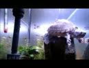 水槽動画と音楽の癒し.3.　おやすみの前にこんな亀動画はいかが？