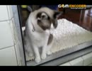 我が家のぬこ猫動画②