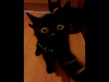 鳴き声が天使な件　【続！！！！】