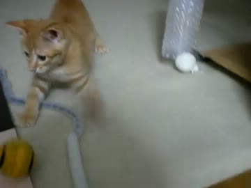 拾いねこ＠生後61日目part2　ドリブルもパンチも世界クラスの男の子だ！