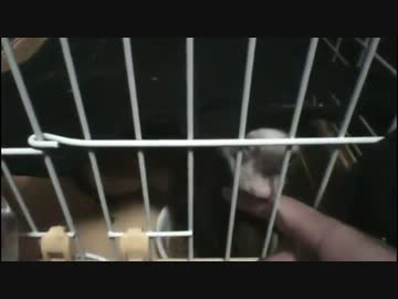 甘噛みしてやるよ！