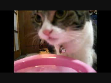 【うちのタマ】ピュアクリスタルがやってきた！