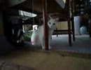 猫とネズミ（のオモチャ）