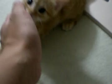 拾いねこ＠生後62日目　アコとかいう名前のぐぅかわさん