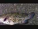 出勤前釣行１０　ミーバイ 