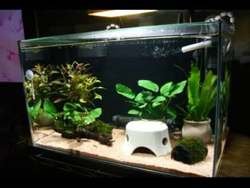 【アクアリウム】45cm水槽　自作メタルハライドランプ