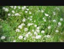 【ラジオ】サスケの夜はこんびんば！【坂本洋】