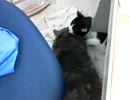 クロちゃんぺろぺろ