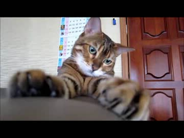 最近のスズさんとポン